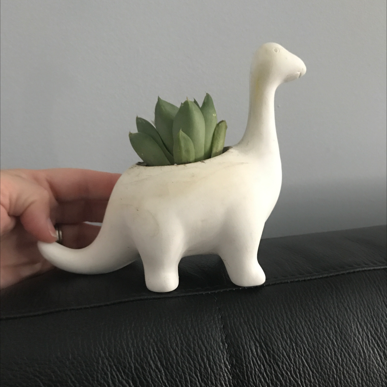 Photo of the plant species Haworthia 'Obtusa' by @BethS named Barney on Greg, the plant care app