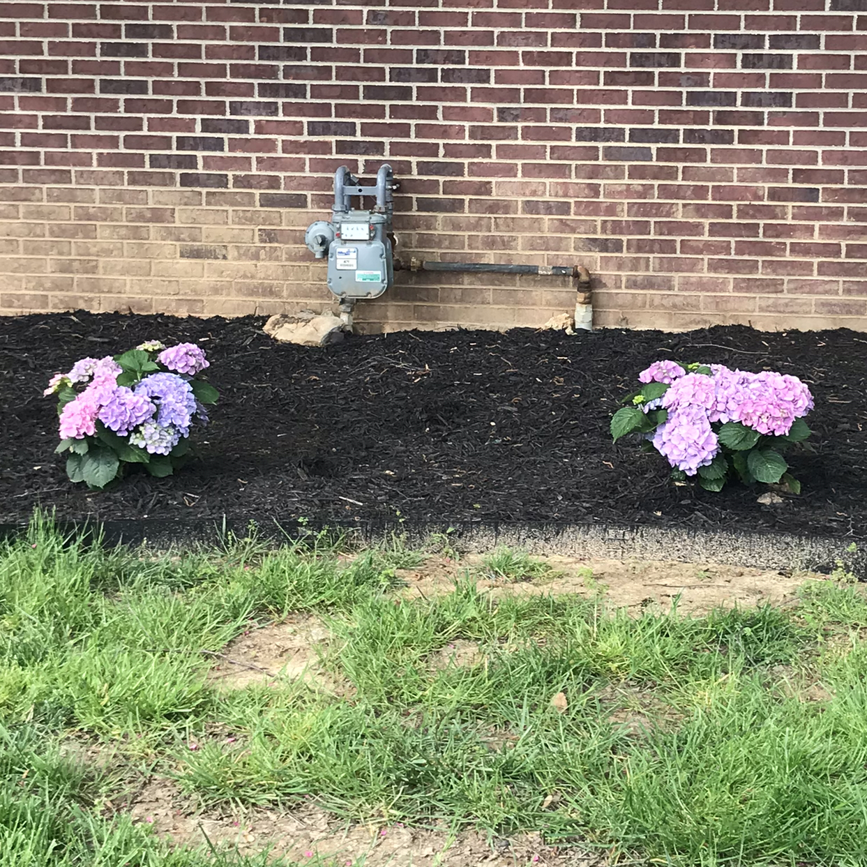 Photo of the plant species French Hydrangea by @BethS named Laverne and Shirley on Greg, the plant care app