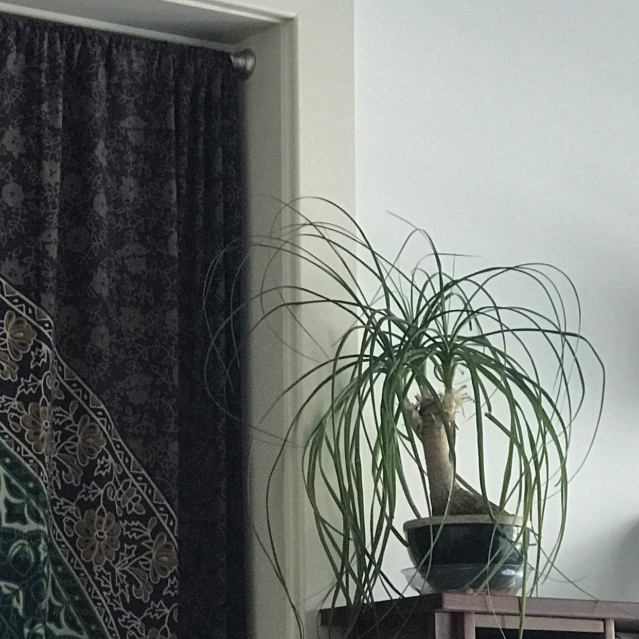 Photo of the plant species Ponytail Palm by @BethS named Coco Coco on Greg, the plant care app