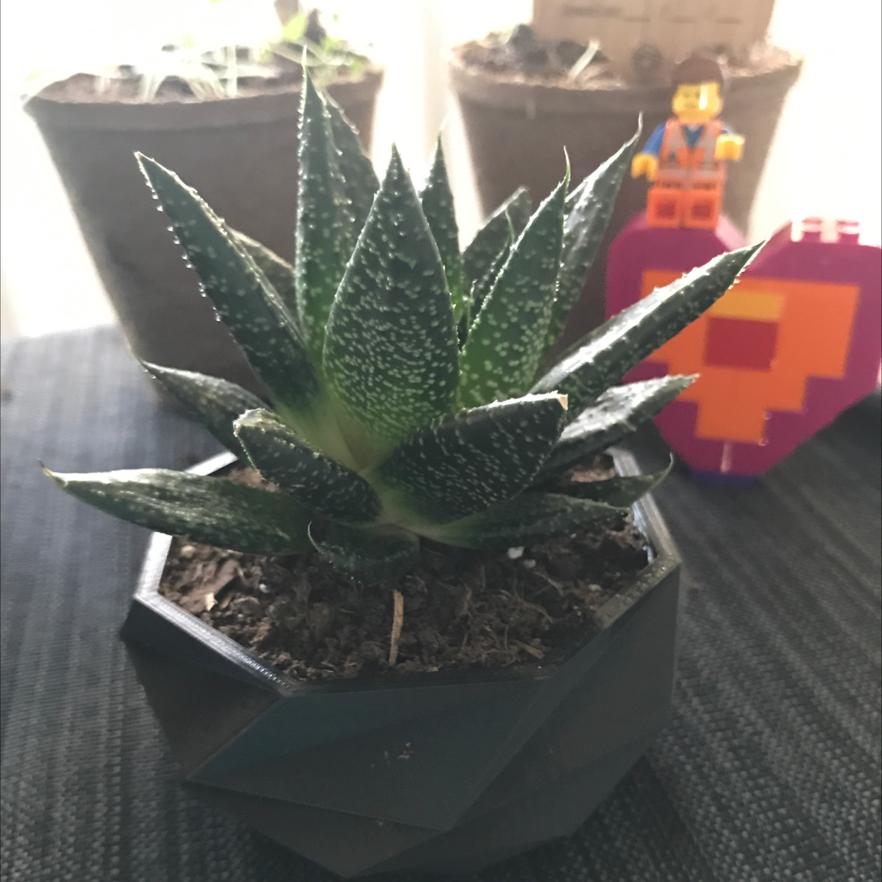 Zebra Plant plant photo by @BethS named Cynthia on Greg, the plant care app.