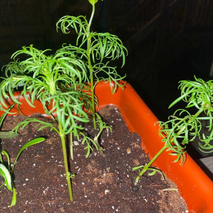 Garden Cosmos plant in an orange pot with visible soil and feathery leaves.