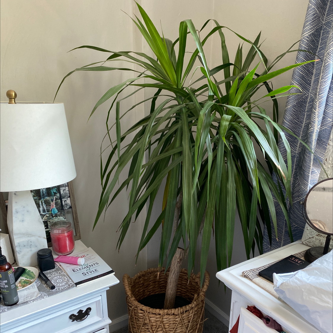 Dragon Tree plant photo by @Abschiess named Spidey senses on Greg, the plant care app.