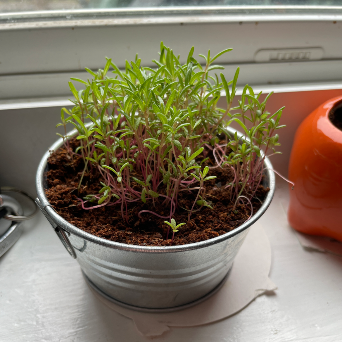 Healthy green Moss Rose Purselane plant growing in a small silver pot with visible dark soil.