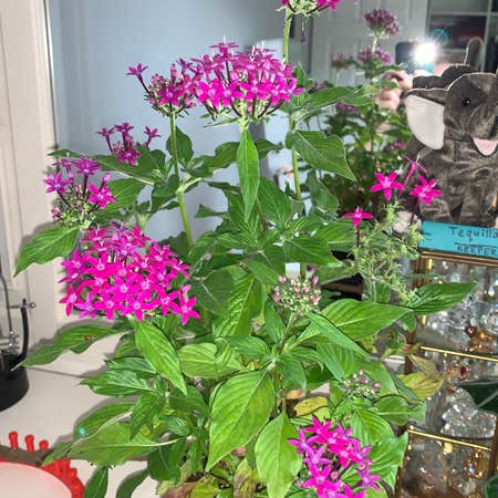 Photo of the plant species Egyptian Starcluster by @lilac named Starlie on Greg, the plant care app