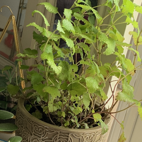 Photo of the plant species Lemon Balm by @lilac named Lemonbalm on Greg, the plant care app