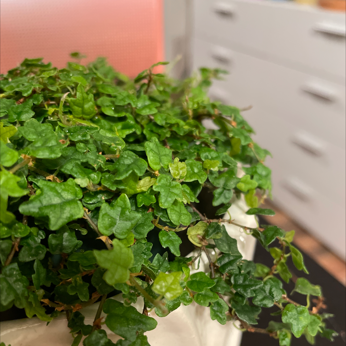 Photo of the plant species Miniature Oakleaf Fig by @TheKookyKodama named Kermi on Greg, the plant care app