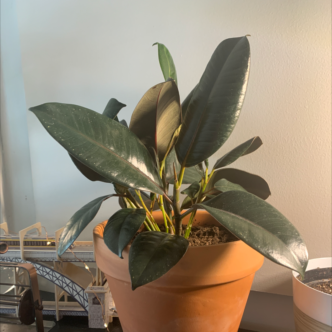 Rubber Plant plant photo by @TheKookyKodama named Rudie on Greg, the plant care app.