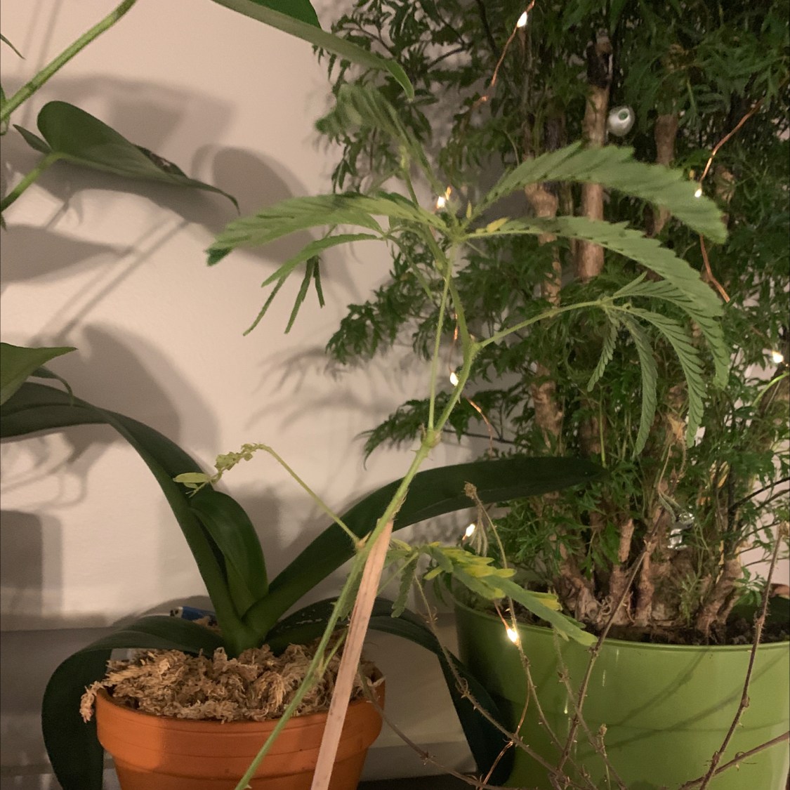 Photo of the plant species Sensitive Plant by @TheKookyKodama named No Name on Greg, the plant care app