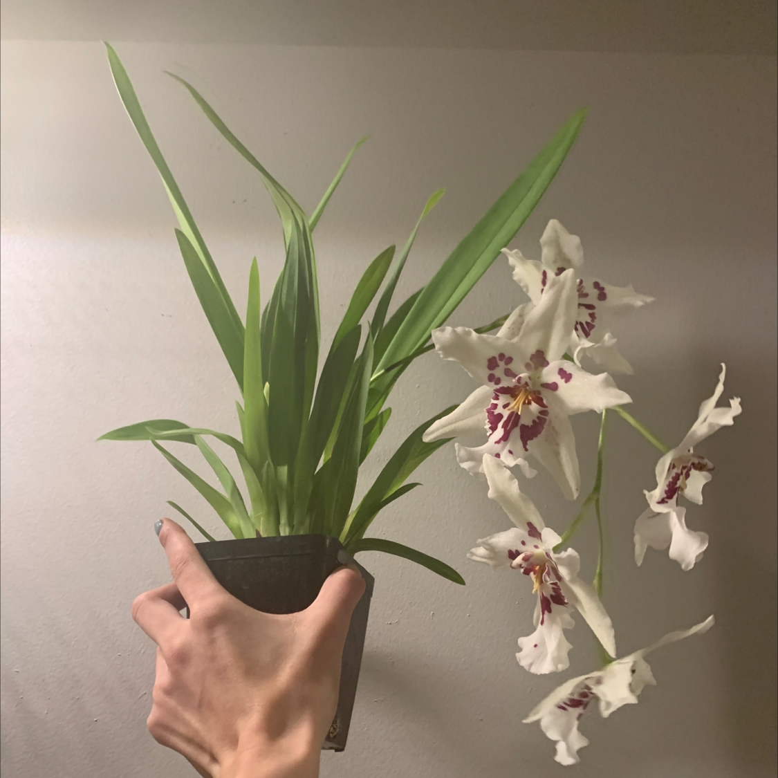 Photo of the plant species Stargazer orchid by @TheKookyKodama named Ursala on Greg, the plant care app