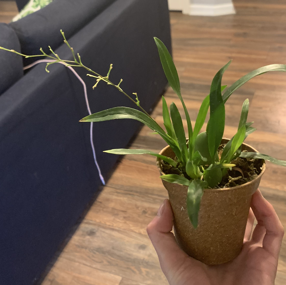 Potted Oncidium sharry baby 'Sweet Fragrance' plant held by a hand, with green leaves and a long stem.
