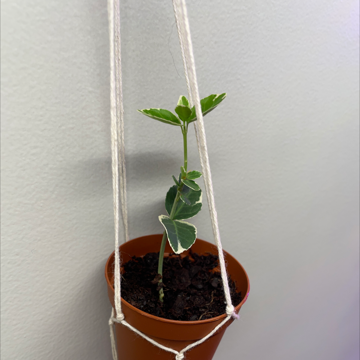 Photo of the plant species Japanese Spindle 'Gold Queen' by @TheKookyKodama named Winston on Greg, the plant care app