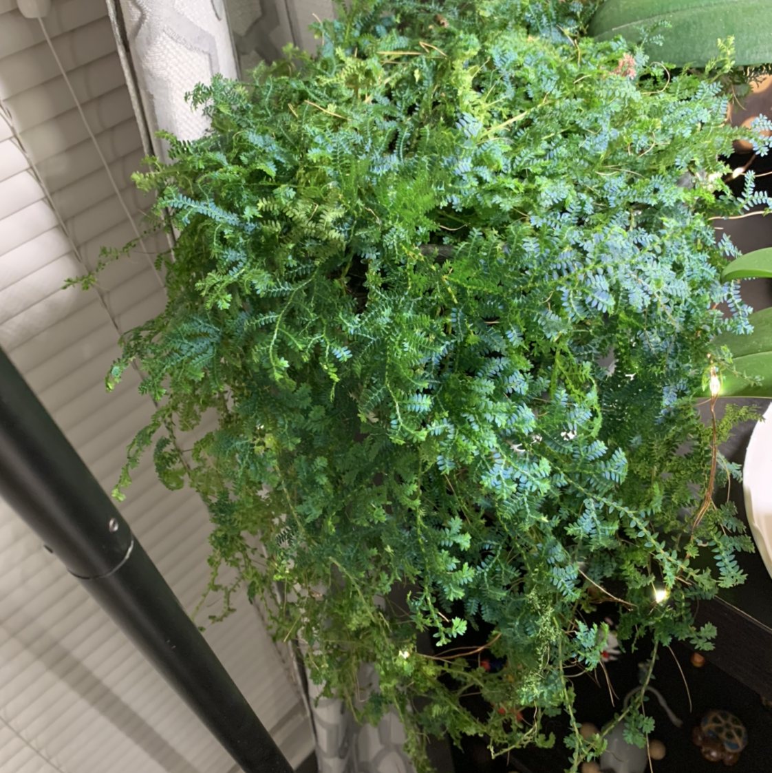 Rainbow moss, Peacock fern plant photo by @TheKookyKodama named Percilla Queen of the Tropics on Greg, the plant care app.