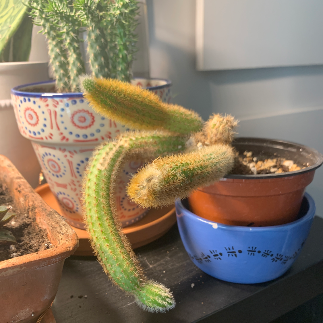 Monkey Tail Cactus with multiple stems in a pot, soil visible, well-framed.