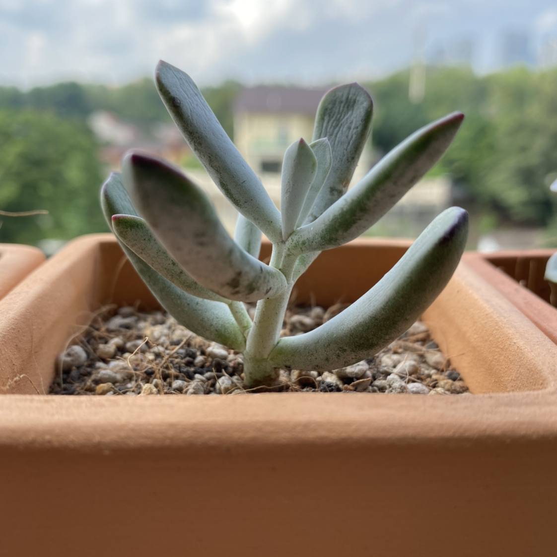Photo of the plant species Woolly Senecio by @GreenPaintedHome named Elsa on Greg, the plant care app