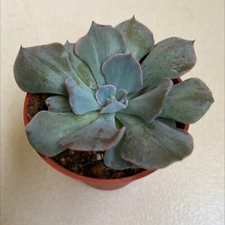 Echeveria runyonii plant in Somewhere on Earth