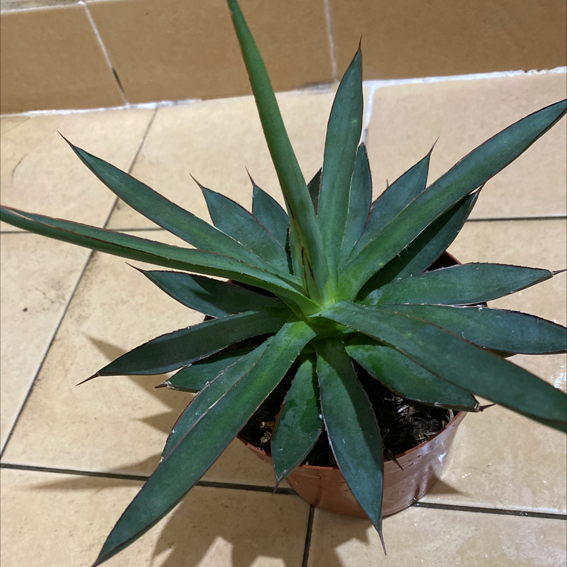 Photo of the plant species Agave 'Blue Glow' by @GreenPaintedHome named Shrek on Greg, the plant care app