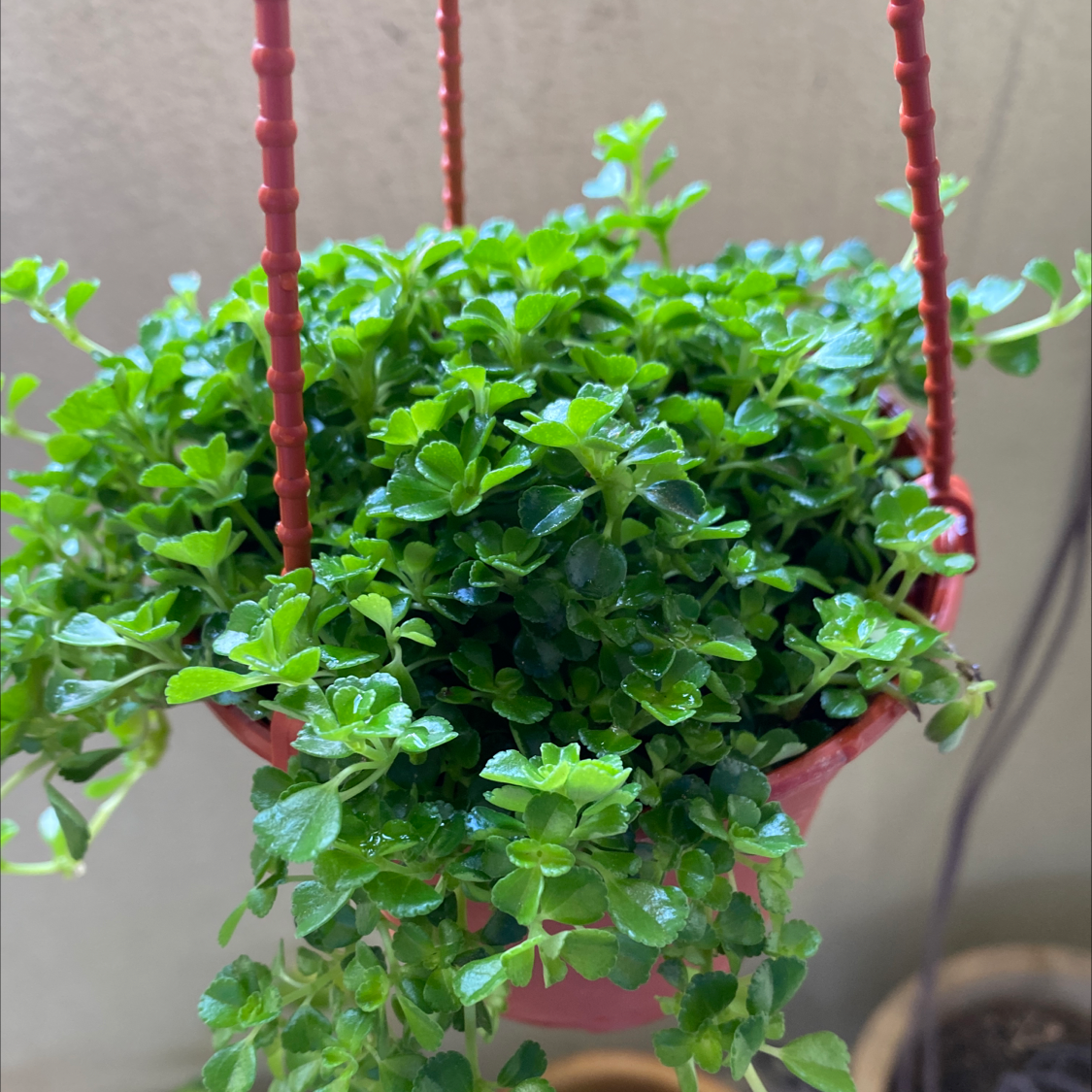 Photo of the plant species Pilea Baby Tears by @GreenPaintedHome named Innocent on Greg, the plant care app