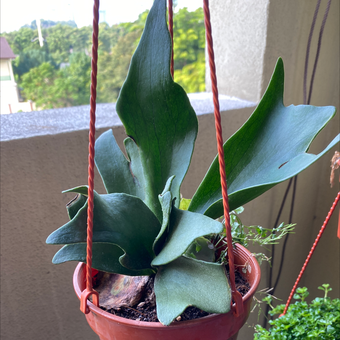 Elkhorn Fern in a hanging pot on a balcony with other plants in the background.