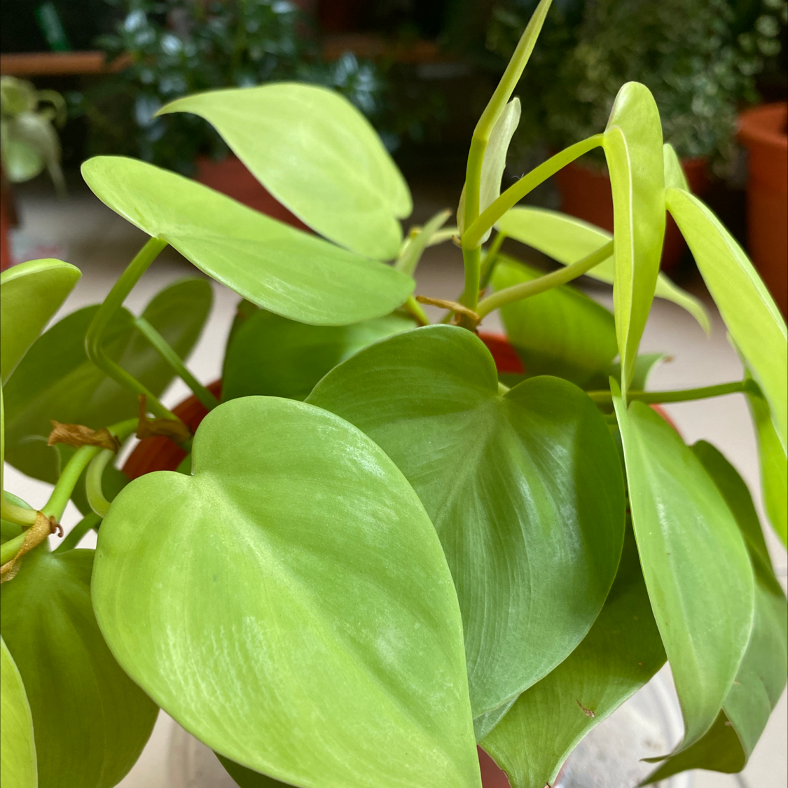 Philodendron Lemon Lime plant with vibrant green leaves, healthy and glossy.
