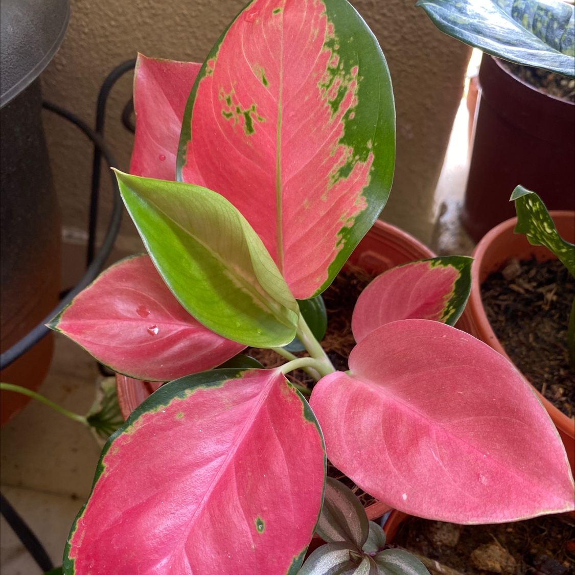 Photo of the plant species Aglaonema 'Red Valentine' by @GreenPaintedHome named Snow white on Greg, the plant care app