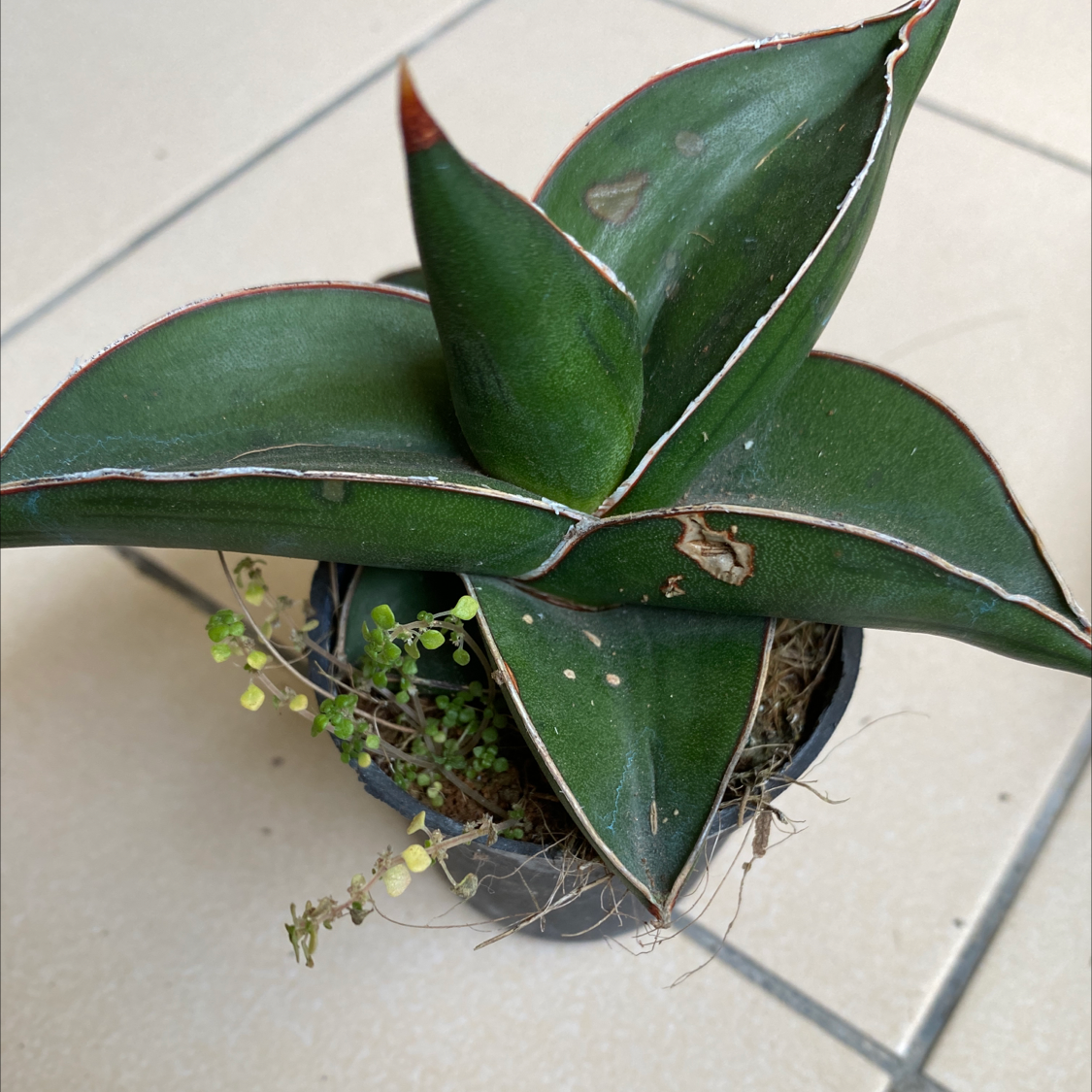 Photo of the plant species Blue Sansevieria by @GreenPaintedHome named Paulyne on Greg, the plant care app