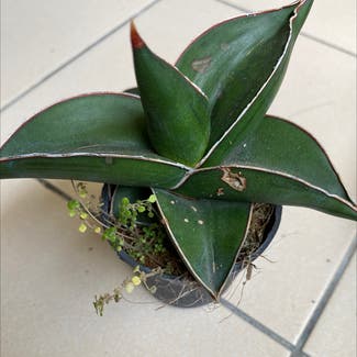 Blue Sansevieria plant in Somewhere on Earth