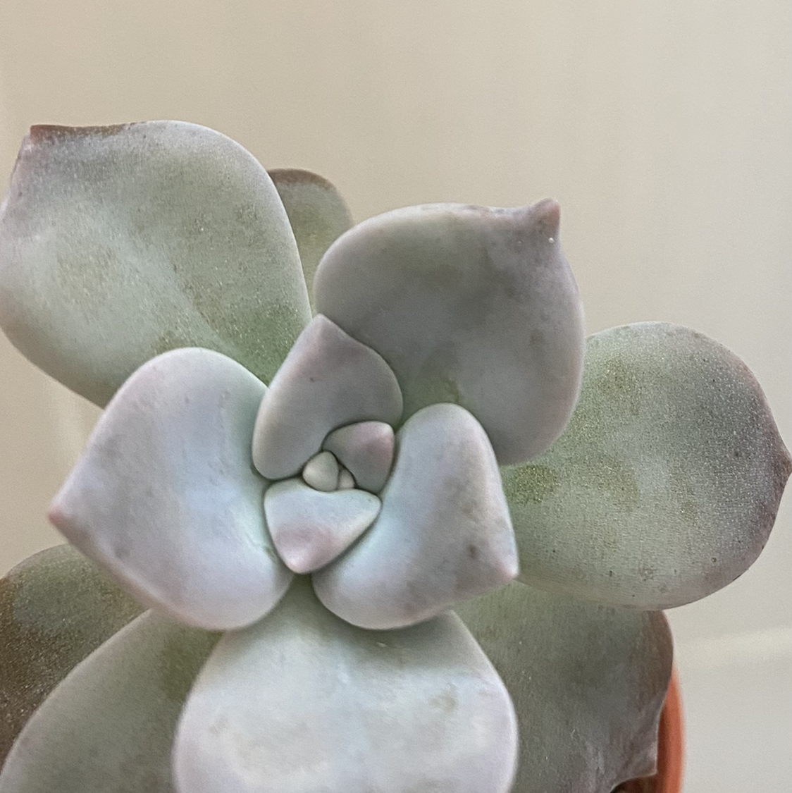 Graptopetalum 'Purple Delight' succulent with pale green to light purple leaves.