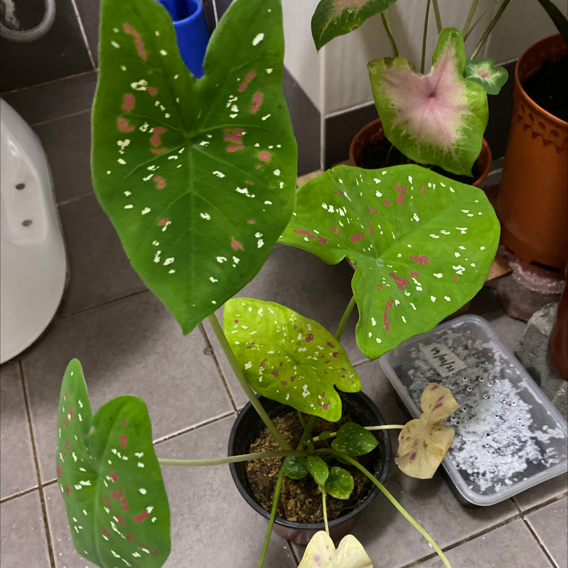 Healthy Caladium 'Heart of Jesus' plant with vibrant green and pink heart-shaped leaves in a small pot with white pebbles.