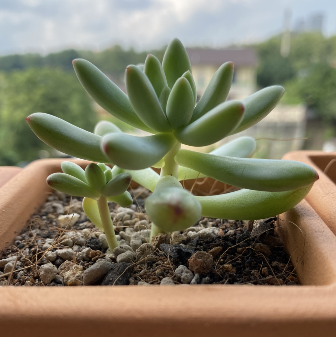 Sedeveria 'Harry Butterfield' succulent in a terracotta pot with visible soil.