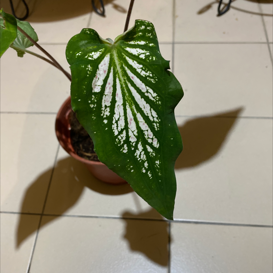 Hand holding up a healthy green and white variegated caladium 'Heart of Jesus' plant leaf against a tiled background.