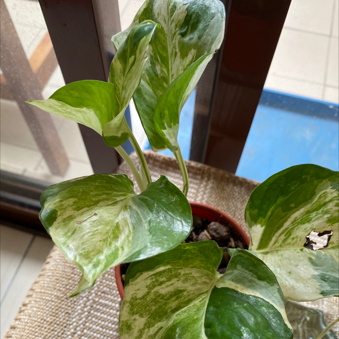 Manjula Pothos plant with variegated leaves in a small pot near a window.