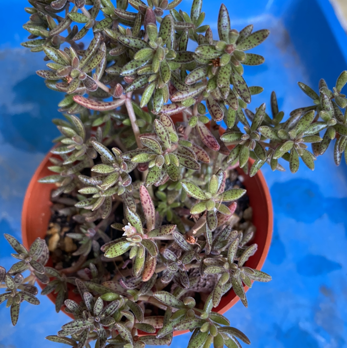 Photo of the plant species Crassula humbertii by @GreenPaintedHome named Safari on Greg, the plant care app