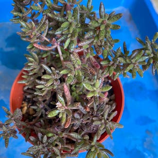 Crassula humbertii plant in Somewhere on Earth