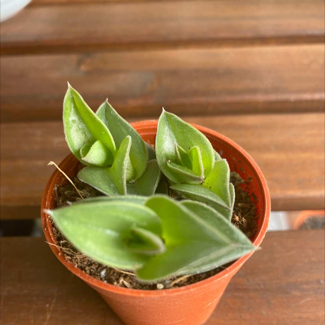 Photo of the plant species Chain Plant by @GreenPaintedHome named Velvet on Greg, the plant care app
