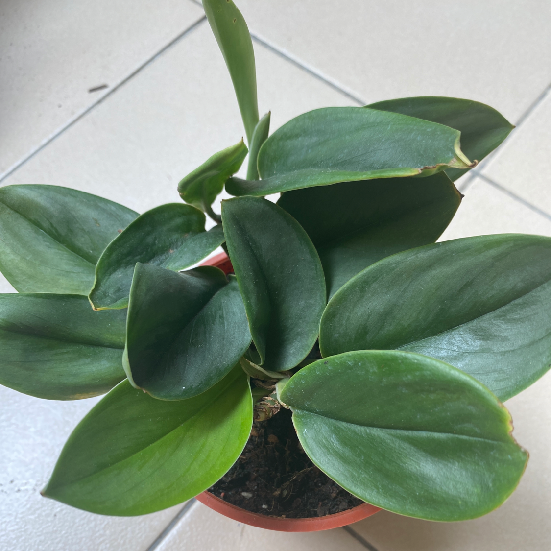 Scindapsus treubii 'Moonlight' plant with glossy green leaves and slight browning at tips.
