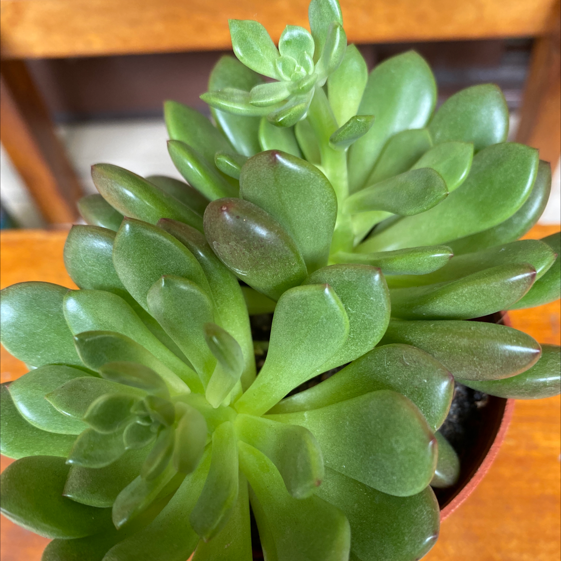 Photo of the plant species Palmer's Sedum by @GreenPaintedHome named Malu on Greg, the plant care app