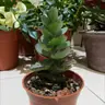 Plant care for lemon verbena on Greg, the plant care app
