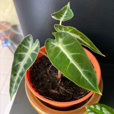 Photo of the plant species Alocasia 'Bambino' by Greenpaintedhome named Greg on Greg, the plant care app