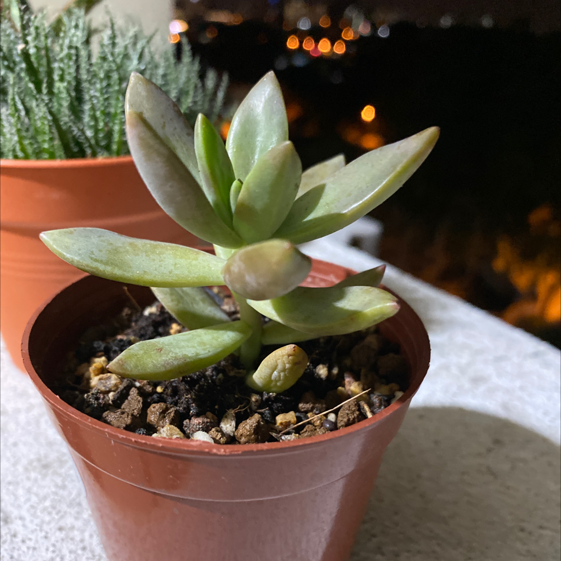 Photo of the plant species Sedum 'Firestorm' by @GreenPaintedHome named Jellybean on Greg, the plant care app