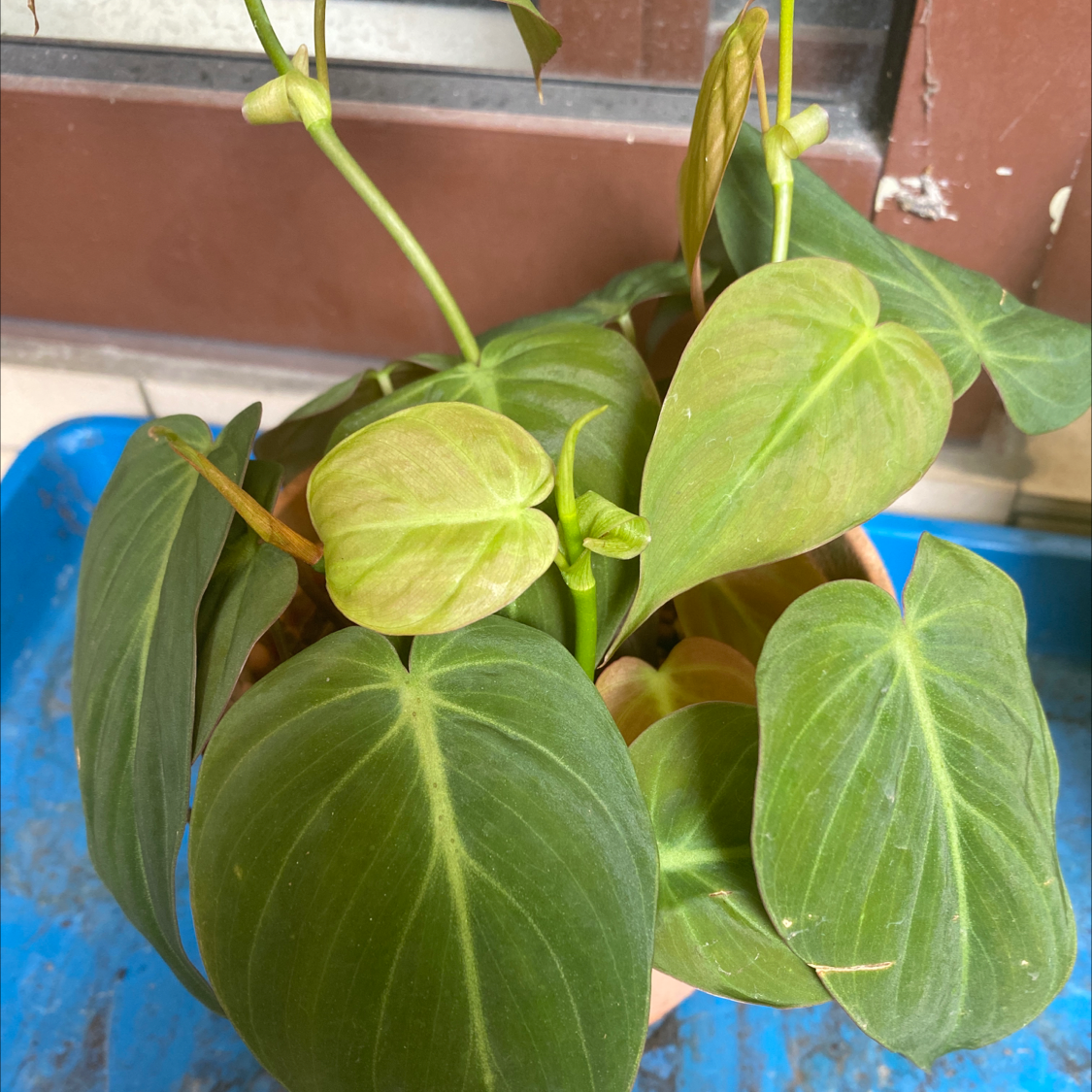 Philodendron Micans plant with healthy green leaves and slight yellowing and browning.