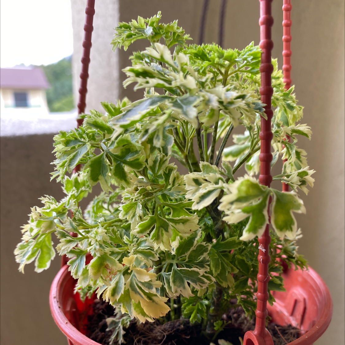 Photo of the plant species Polyscias Guilfoylei by @GreenPaintedHome named Your plant on Greg, the plant care app