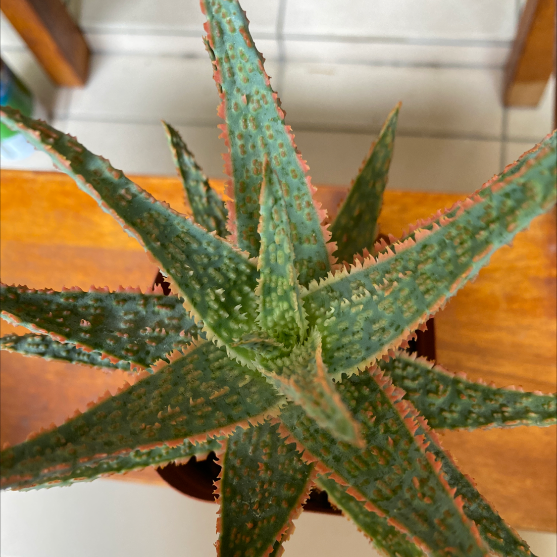 A healthy Aloe 'Christmas Carol' plant with green leaves and red edges.