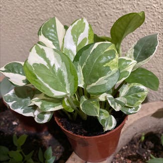 Pothos 'Jade' plant in Somewhere on Earth