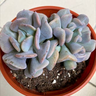 Echeveria runyonii plant in Somewhere on Earth