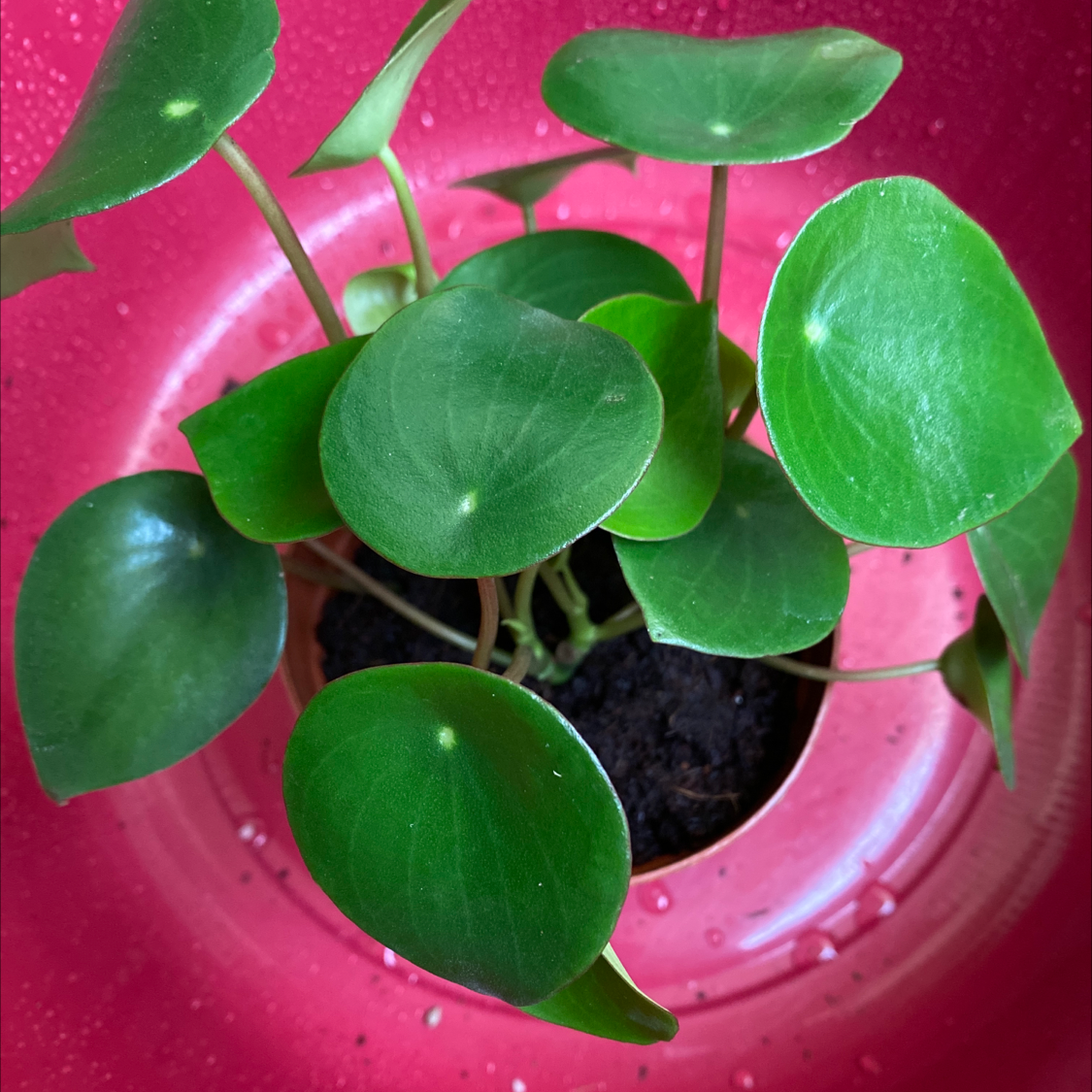 Photo of the plant species Raindrop Peperomia by @GreenPaintedHome named Pilea on Greg, the plant care app