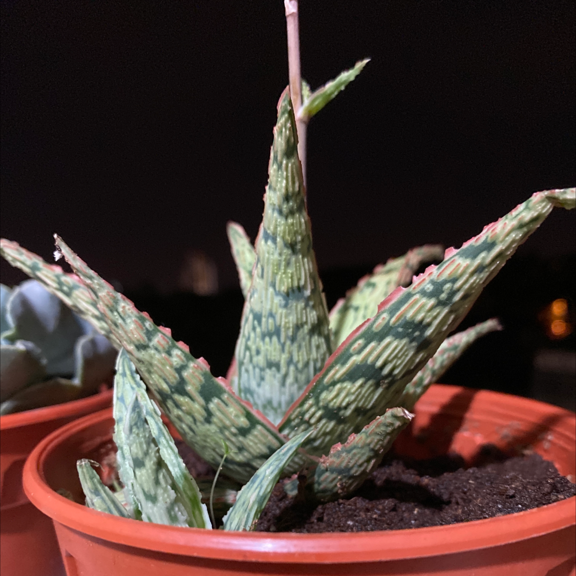 Snowflake Aloe plant in a pot with visible soil, well-framed and in focus.