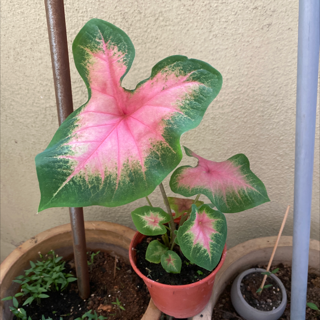 Healthy Caladium 'Heart of Jesus' plant with vibrant pink and green variegated leaves in a small pot.