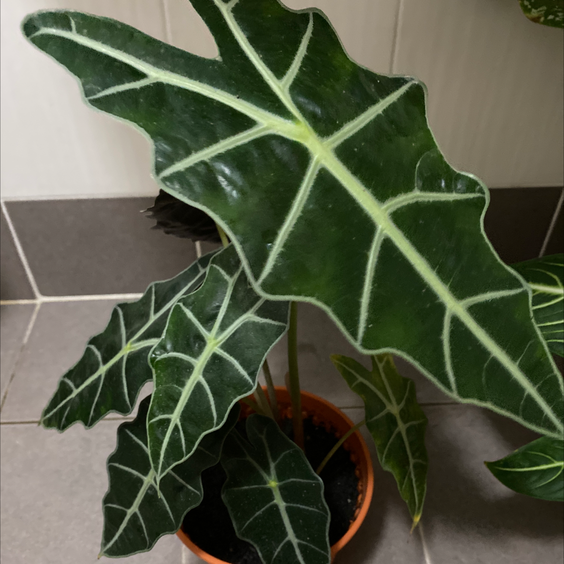 Photo of the plant species Kris Plant by @GreenPaintedHome named Drac on Greg, the plant care app