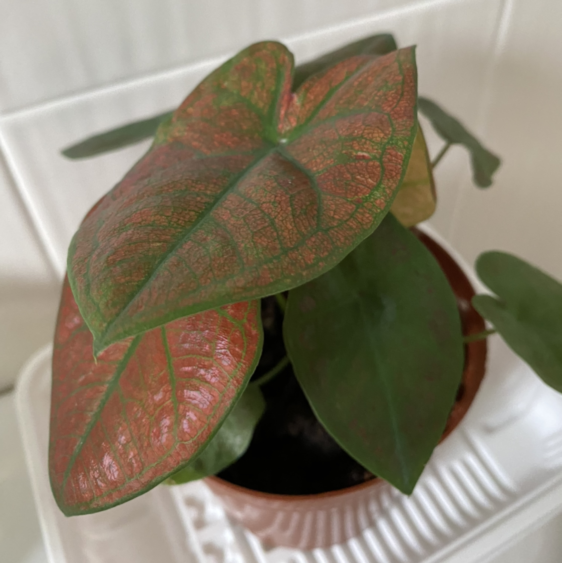 A healthy potted Heart of Jesus plant with vibrant red and green variegated leaves in a heart-shaped pattern.