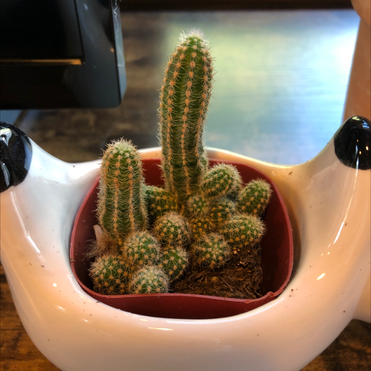 Columnar Cactus in a small pot, healthy with no visible signs of distress.